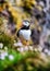 Puffin in the Iceland. Seabirds on sheer cliffs. Birds on the Westfjord in the Iceland. Composition with wild animals.