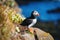 Puffin in the Iceland. Seabirds on sheer cliffs. Birds on the Westfjord in the Iceland. Composition with wild animals.