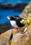 Puffin in Iceland. Seabirds on sheer cliffs. Birds on the Westfjord in Iceland. Composition with wild animals.