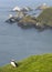 Puffin and island landscape in Shetland. Scotland. UK