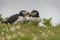 Puffin kissing