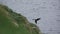 Puffin landing to cliff in super slow motion against the ocean