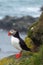 Puffin at Latrabjarg bird cliffs, Westfjords, Iceland