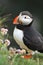 Puffin in Latrabjarg cliffs