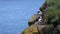 A Puffin at the Latrabjarg peninsula in the Westfjords of Iceland.