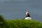 Puffin, little cute and colorful bird defending its territory, Mykines island, Faroe Islands