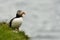 Puffin, little cute and colorful bird navigating other puffins, Mykines island, Faroe Islands