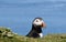 Puffin looking out of burrow in puffin colony in Hebrides