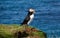 Puffin looking out to the sea on Lunga Island in Scotland