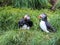 Puffin Love