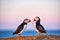 Puffin Love