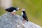 Puffin in love at Runde