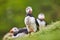 Puffin on Mykines cliffs with green background. Faroe birdlife