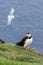 Puffin at the Mykines island at Faroe Islands