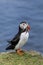 Puffin at the Mykines island at Faroe Islands