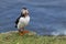 Puffin at the Mykines island at Faroe Islands