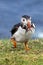 Puffin at the Mykines island at Faroe Islands