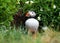 Puffin near burrow