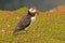 Puffin near cliff 2 fratercula arctica