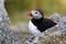 Puffin Norway Island Runde Close-up