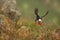 Puffin from the Norwegian island of Runde. Colorful bird. Black white bird. Flying puffin.