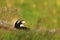 Puffin from the Norwegian island of Runde. Colorful bird. Black white bird. Flying puffin.