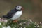 Puffin onGreat Saltee Island, Ireland.