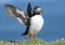 Puffin with outspread wings and sand eels