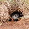 Puffin peeping from burrow