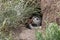Puffin peeping out from his underground burrow