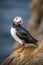 puffin perched on a rocky outcrop by the sea