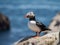 puffin perched on a rocky outcrop by the sea