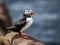 puffin perched on a rocky outcrop by the sea