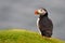 Puffin portrait