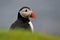 Puffin portrait