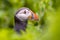 Puffin Portrait in green vegetation