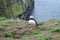 PUFFIN POSE on a cliff top.