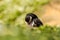 Puffin preening feathers