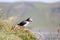 Puffin on a Promontory in Iceland