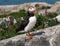 Puffin on Protected Maine Island