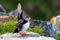 Puffin with raised wings on a cliff