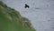 Puffin reaching the hill in super slow motion