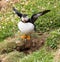 Puffin ready for flight