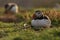 A puffin resting amidst the vegetation