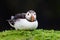 Puffin resting on Skomer Island, Wales