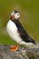 Puffin on the rock. Sea bird from Icelland. Cute bird on the rock cliff. Atlantic Puffin, Fratercula artica, artic black and white