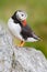 Puffin on the rock. Sea bird from Icelland. Cute bird on the rock cliff. Atlantic Puffin, Fratercula artica, artic black and white