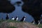 Puffin rock on southern coast of Iceland