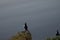 Puffin rock on southern coast of Iceland