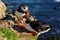 Puffin on the rocks at latrabjarg